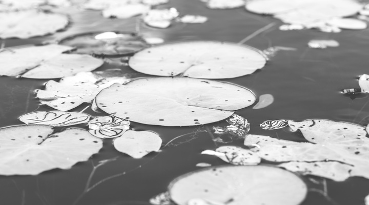 Waterlily nature plant natural