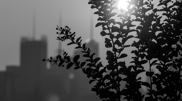 Plants 2