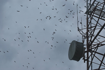 Migration birds