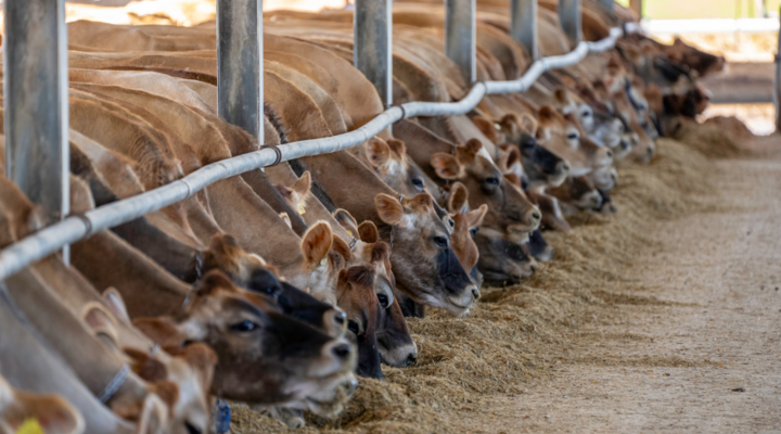 Verletzt die nutztierhaltung die tierwürde