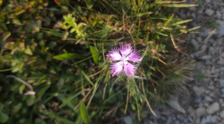 Fleur